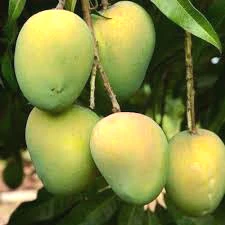 আম খাওয়ার পর ভুলেও খাবেন না যে ৫ খাবার